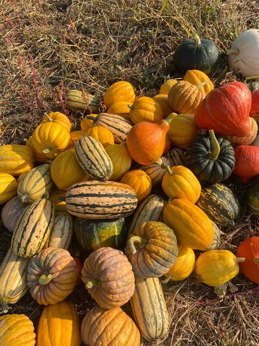 Colorful harvest of squash and gourds from Rising Oak Farm