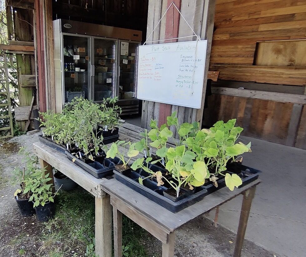 Seedling starts at the farmstand table